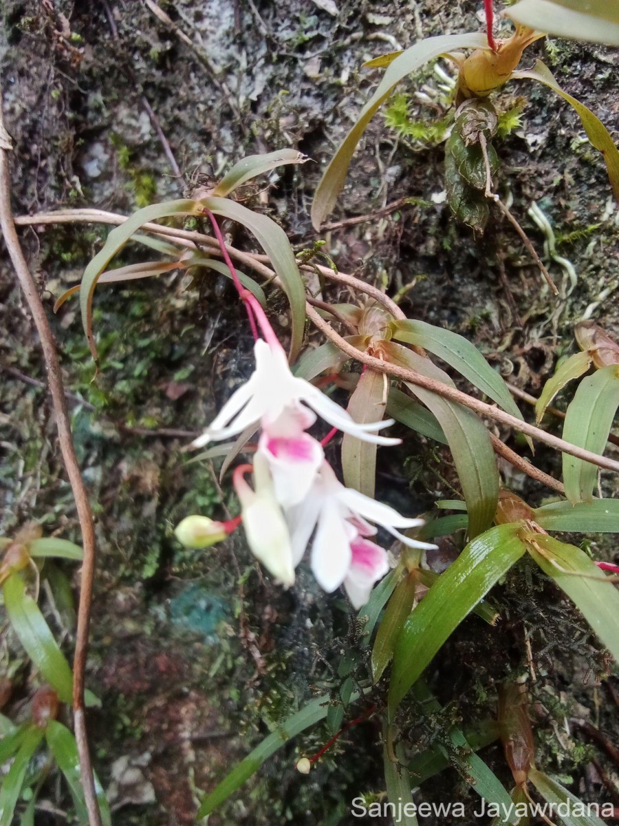 Dendrobium panduratum subsp. panduratum Lindl.